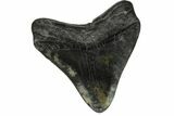 Fossil Megalodon Tooth - Georgia #151513-1